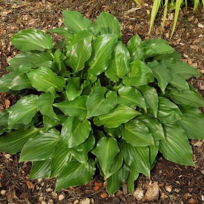 Hosta 'Invincible'